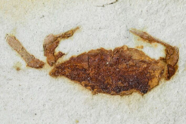 Fossil Pea Crab (Pinnixa) From California - Miocene #105037